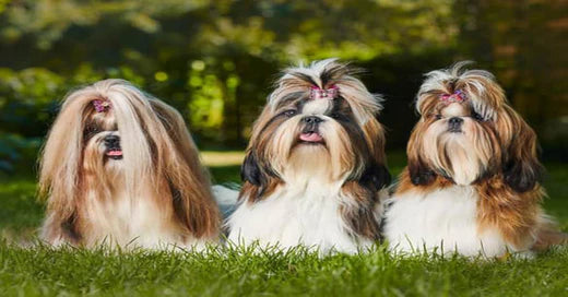 Know Your Breed: ShihTzu