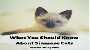 Know Your Breed :- Siamese Cats