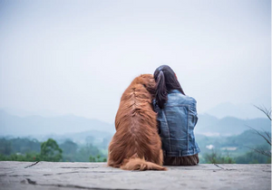 Pets and Their Nature of Presenting Love